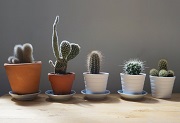 Kaktusy - co warto o nich wiedzieć?