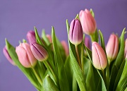 Garść informacji o tulipanach