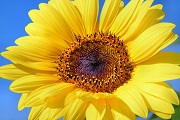 Słoneczniki - symbol słonecznego lata