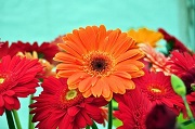 Gerbery: piękne kwiaty na prezent